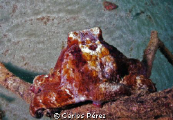 Octopus @ Crash Boat beach Aguadilla PR by Carlos Pérez 